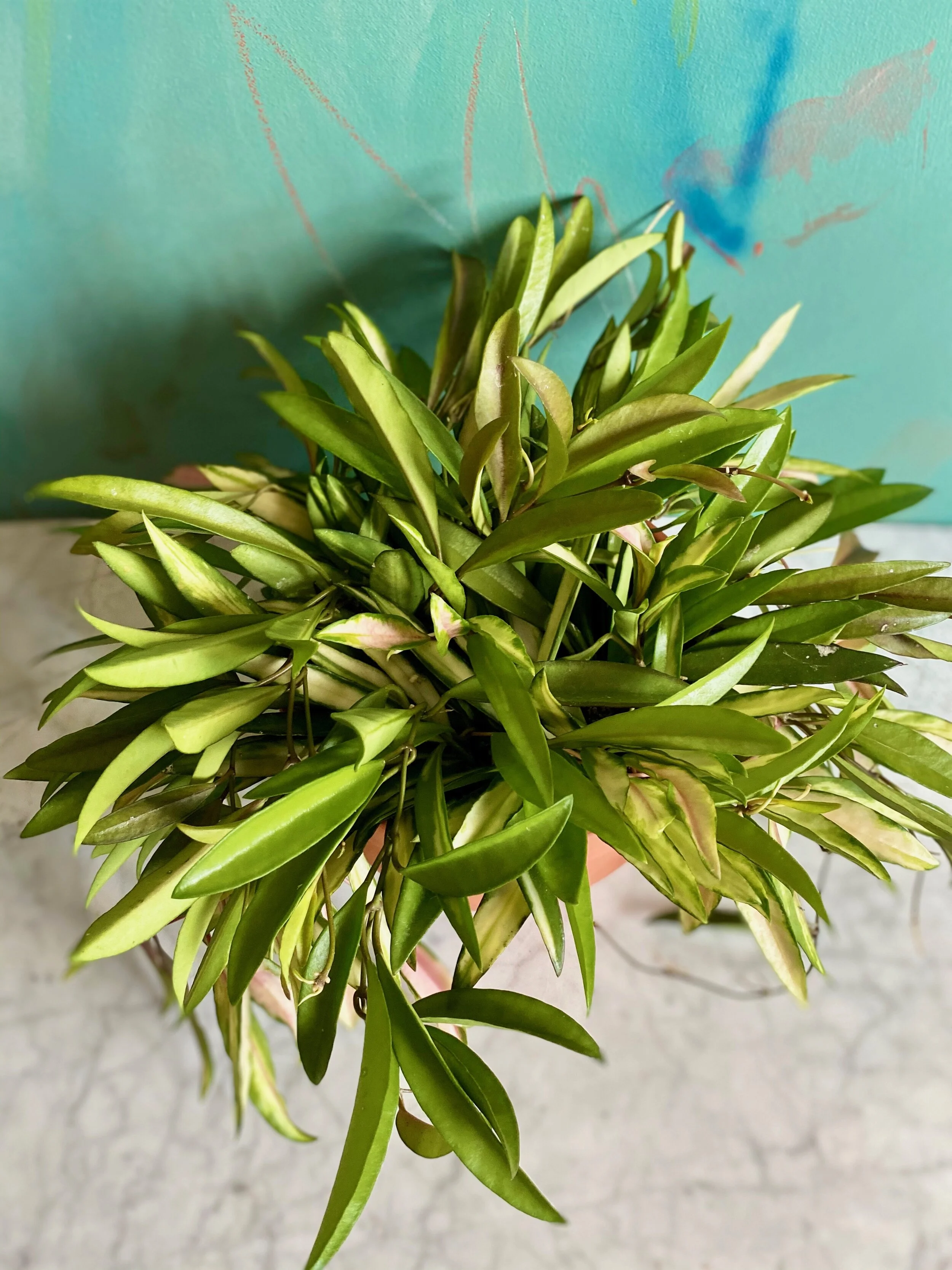 Hoya Kentiana Variegata — The Tender Gardener